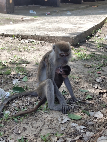 Long-tailed Macaque