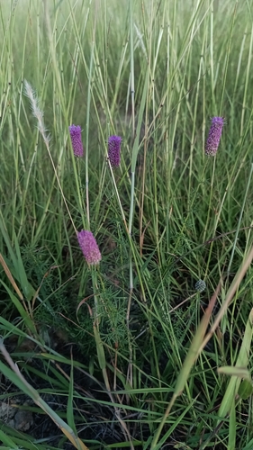 purple prairie clover