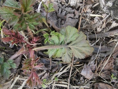 Geum aleppicum