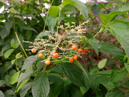 butterberry