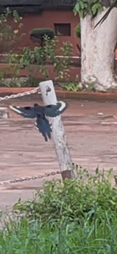 Green Woodhoopoe