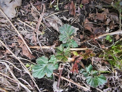 Geum aleppicum