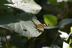 Eueides isabella eva