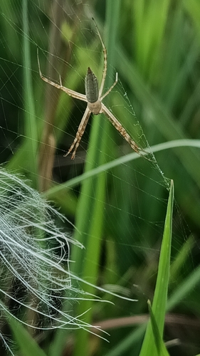 Banded Garden Spider