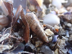 Banded Kelp Shell