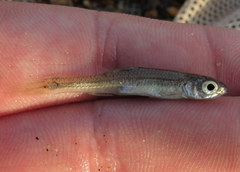 Notropis greenei