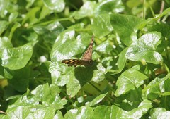 Pararge aegeria tircis