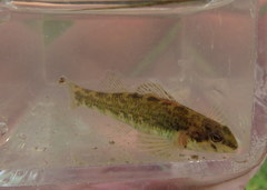 Etheostoma zonale