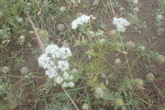 Bifora americana