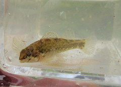 Etheostoma zonale