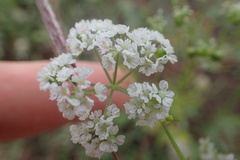 Bifora americana