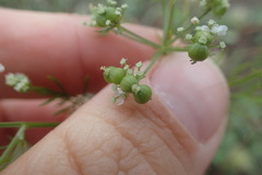 Bifora americana