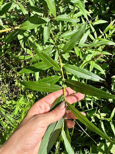 Salix udensis, photograph 3