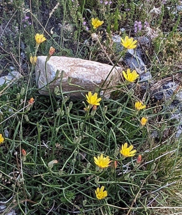 Phitosia