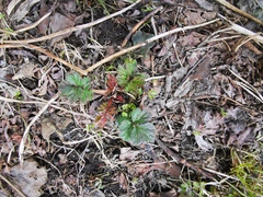 Geum aleppicum