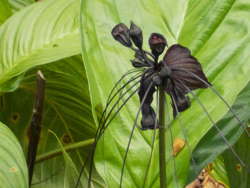 Flor Murciélago Negra (Tacca chantrieri) · iNaturalist Ecuador