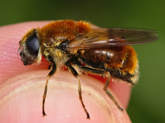 Cheilosia chrysocoma