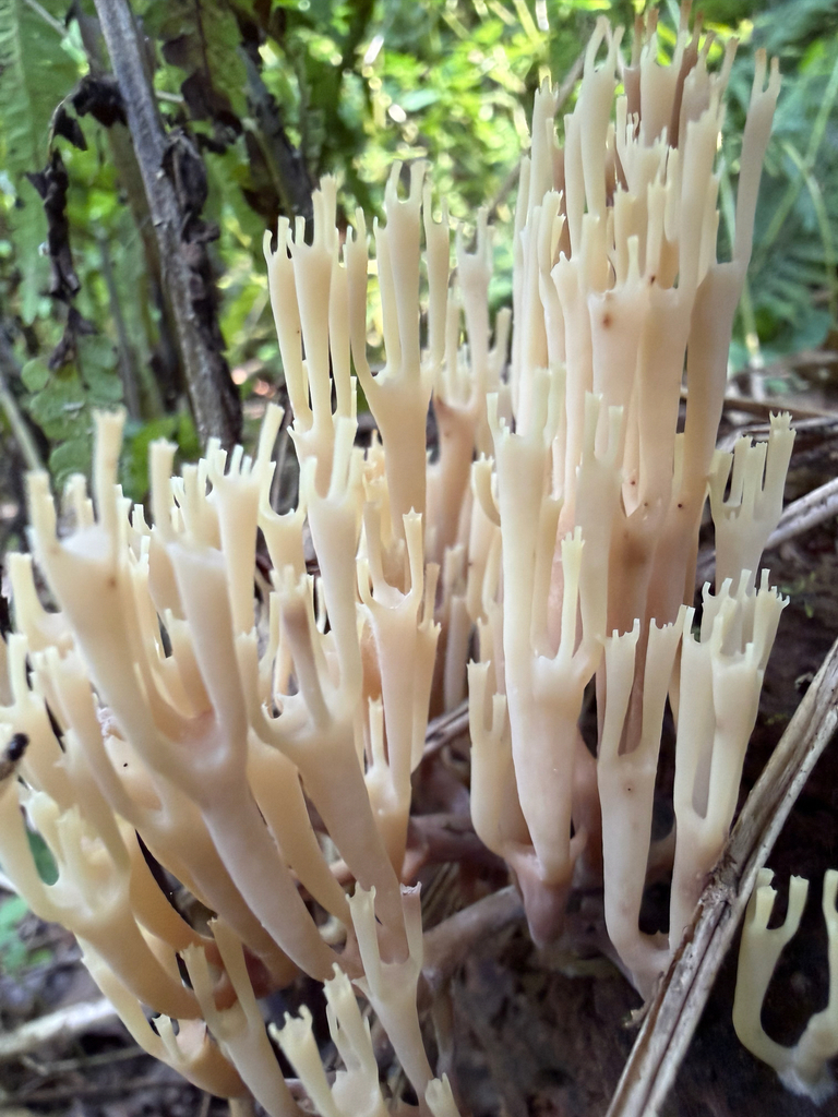crown-tipped coral fungus · July 2026 · photo: Photo: (c) Kim H, some rights reserved (CC BY-SA) · iNaturalist