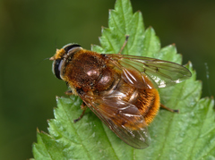Cheilosia chrysocoma