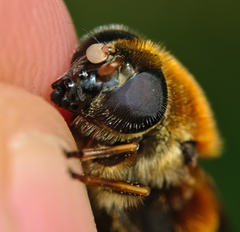 Cheilosia chrysocoma
