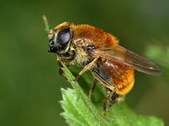 Cheilosia chrysocoma