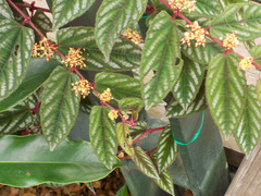 Cissus discolor