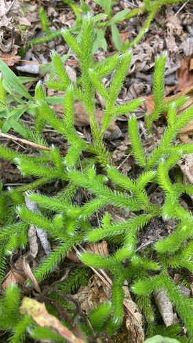 stag's-horn clubmoss