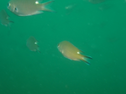 Chromis fumea observed 2026-07-19