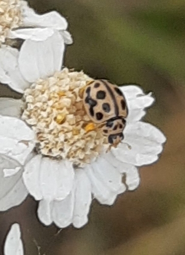 16-spot Ladybird, 4051 CL Ochten, Nederland, photo 6 of 10