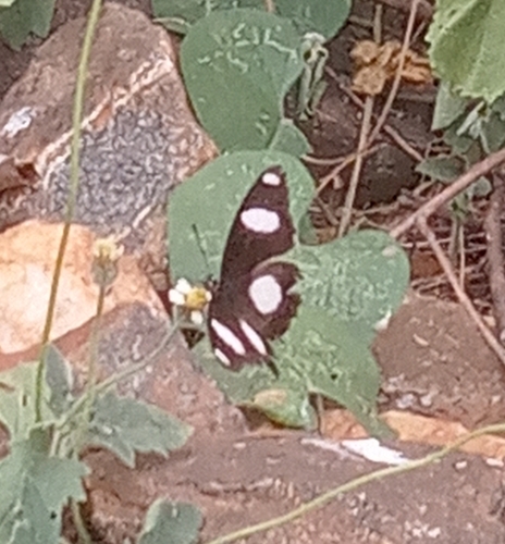 Danaid Eggfly