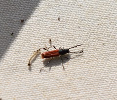 Ancylocera bicolor