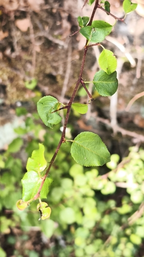 Plymouth pear (Pyrus cordata)