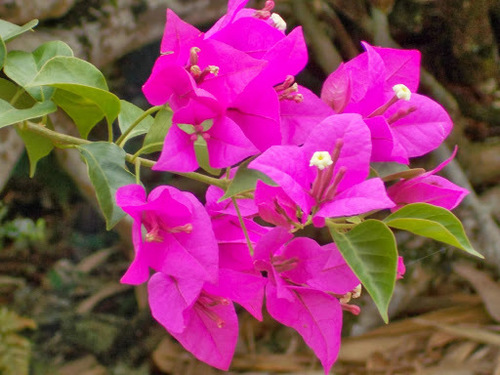 bougainvilleas (Genus Bougainvillea) · iNaturalist