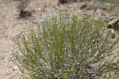 Acamptopappus sphaerocephalus