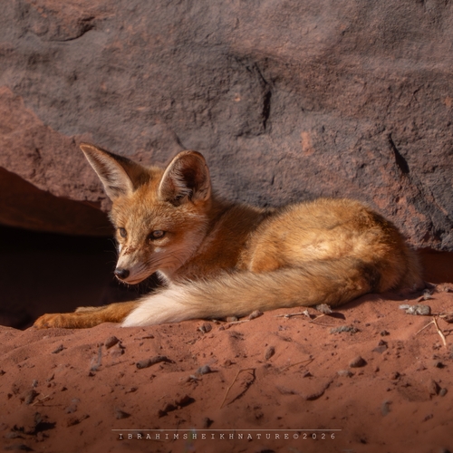 Maghreb Red Fox