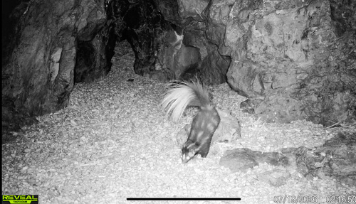 Western Spotted Skunk observed by jnelson