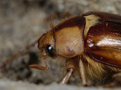 Rhizotrogus aestivus