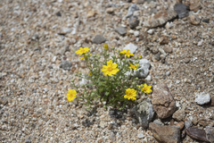 Eriophyllum ambiguum