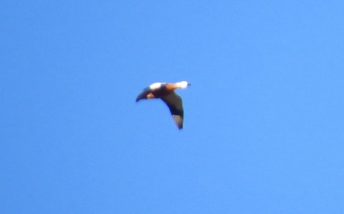 iNaturalist image
