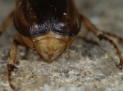 Rhizotrogus aestivus