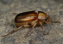 Rhizotrogus aestivus