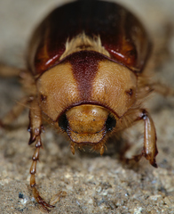 Rhizotrogus aestivus