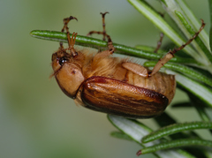 Rhizotrogus aestivus