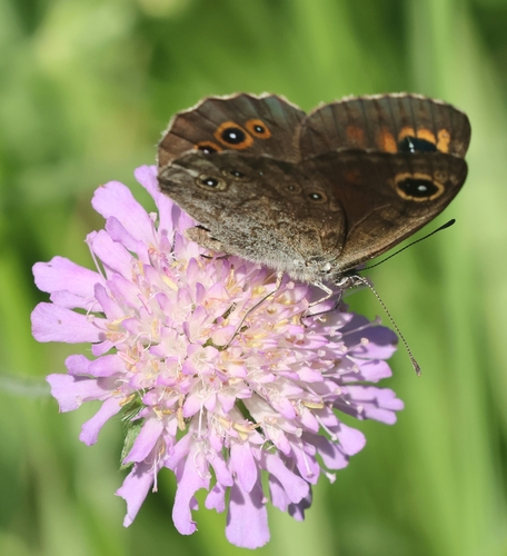 Large Wall Brown