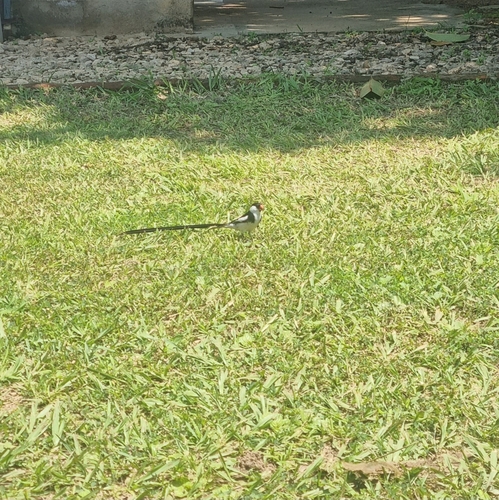 Pin-tailed Whydah