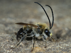 Eucera nigrescens