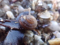 Clanculus albanyensis