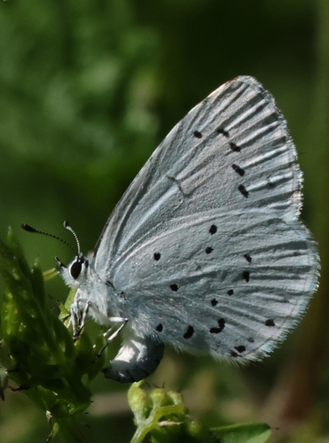 Holly Blue