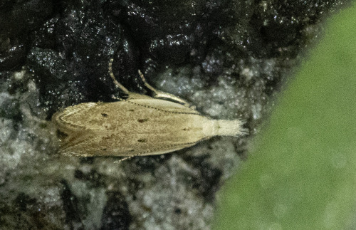 Paranarsia joannisiella