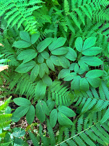 Caulophyllum robustum